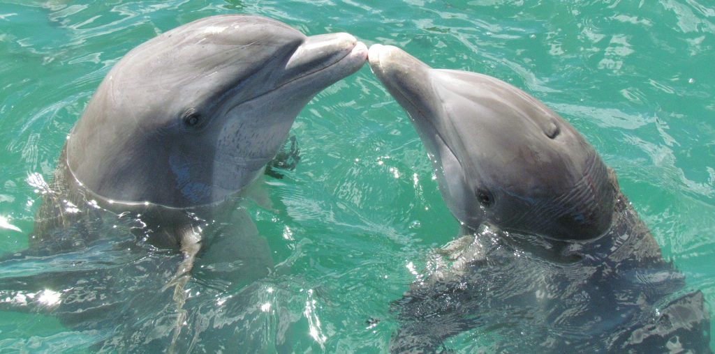 dolphin kissing 